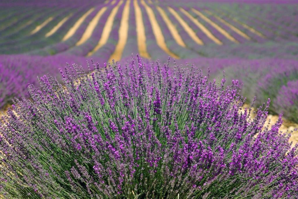Impression Du Sud Gite 1 Saint-Remy-de-Provence Bagian luar foto